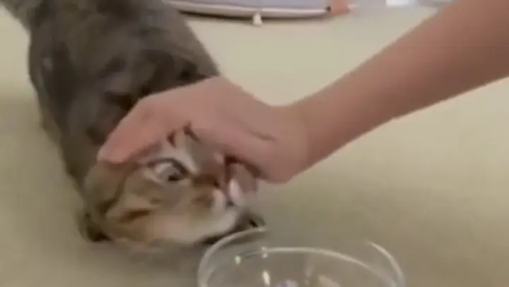 Animal|Funny Video of Cats Eating