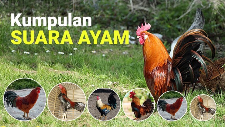 Kumpulan Suara Ayam Jago Berkokok di pagi hari