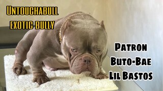 Grabe at solid  na mga Exotic Bully dito sa Untouchabull Exotic Bully Kennel | Hernan Dog World TV