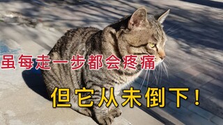 我从没想过，一只13岁的老猫能如此励志！