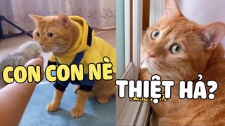 Thanh niên tội nghiệp của năm, đã MỌC SỪNG còn bị bắt ĐỔ VỎ 🤣 | Pets TV