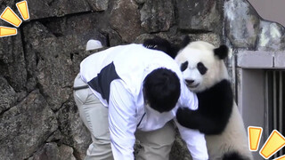 Giant Panda|Fengbin-Giant Panda in Japan