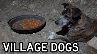 Philippines Village Dogs React to "Real" Dog Food for the First Time