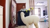 【Animal Circle】Human tries disappearing challenge on alpaca