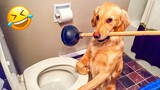 Funniest Dogs And Cats Videos ðŸ˜… - Best Funny Animal Videos 2022 ðŸ˜� #4
