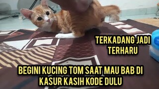 Alhamdulillah Walaupun Cacat Kakinya 2 Kucing Tom Kasih Kode Saat Mau Bab Di Kasur..!