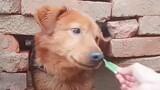 Anjing: Saat Mama Maksa Aku Makan Makanan yang Aku Nggak Suka