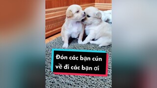 Ai muốn đón 1 e cún nhà tớ về ko nhỉ? cunyeucuadua chó chócon chókhôn chócute xuhuong fyp