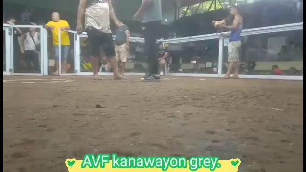 AVF kanawayon Grey WIN in LUISIANA.