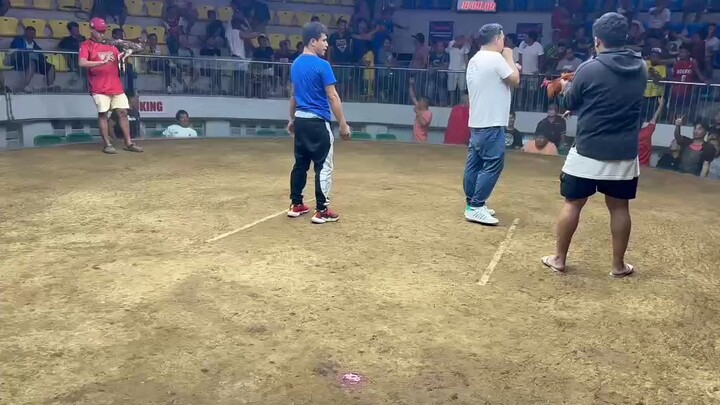 3 Cock Derby @galleria Cebu  full brothers lemon84 x raptor sweater - 3rd fight 3/3