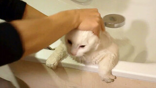[Hewan] Memandikan kucing putih