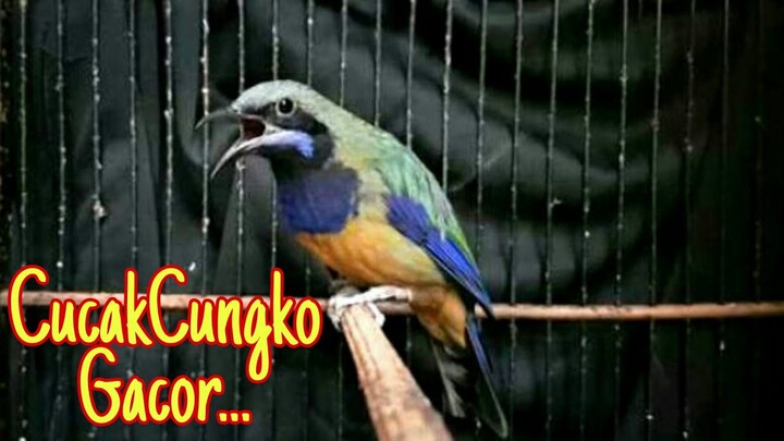 Cucak Cungko Full Nembak GACOR...!!!