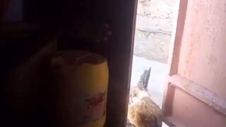 paano mang huli Ng manok Ng kapit bahay