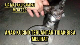 Anak Kucing Matanya Buta Minta Tolong Di Obati Kelaparan Dan Kehausan Sedang Mencari Induknya..!