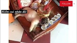 Hài chó ngày tết