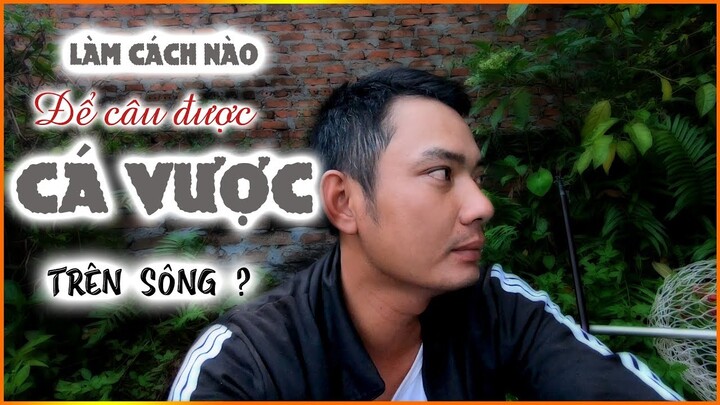 Làm Cách Nào Để Câu Cá Vược Trên Sông ?