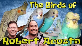 The Birds of ROBERT ACOSTA