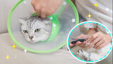 [Animals]The effective way of cutting cat's nails