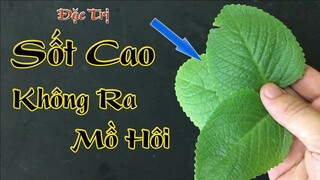 Sốt cao không ra mồ hôi hãy uống ngay cốc nước lá này, nặng đế mấy cũng phải khỏi