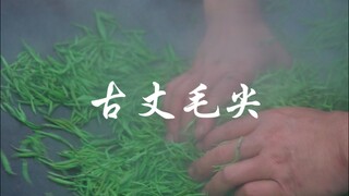 古丈毛尖