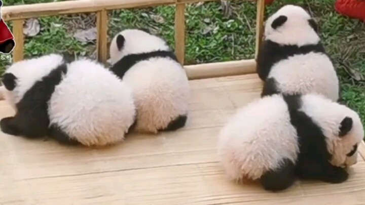 (4 Gembul) Mengejutkan! 4 Panda Gembul Berjalan di Kasur Imutnya!!!