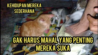 Kucing Ini Seneng Banget mukbang ayam rame rame.!