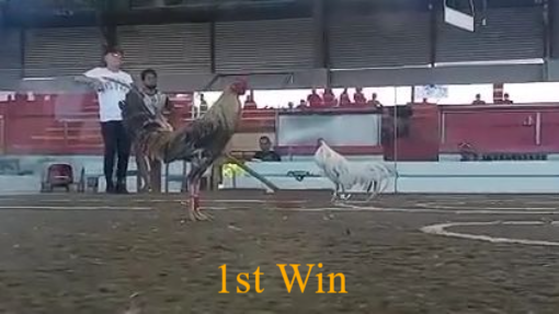 11 months Super Bulik 1st Win