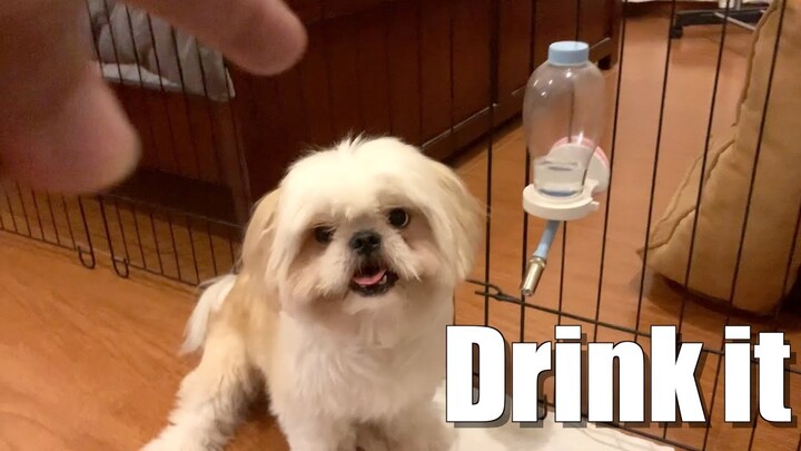 How to Make a Dog Drink Water
