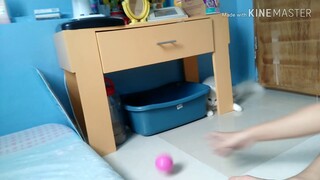 Cat loves playing soccer