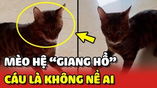 Thanh niên mèo có máu GIANG HỒ, đã cáu thì không nể ai 😂 | Yêu Lu