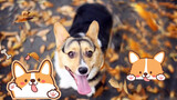 3 questions about the corgi