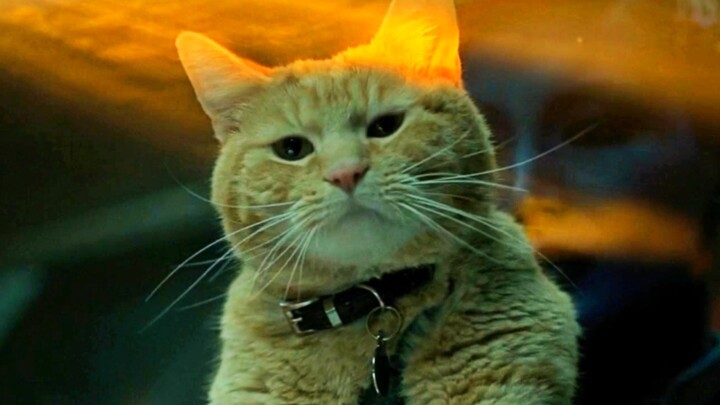 Elemental Devourer: Tôi chỉ là một con mèo dễ thương, không phải một con quái vật nuốt chửng khối Ru