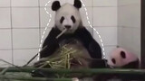 Panda eating bamboo pushes away its baby time and again, suddenly remembers that the baby is his. Reaction too cute!