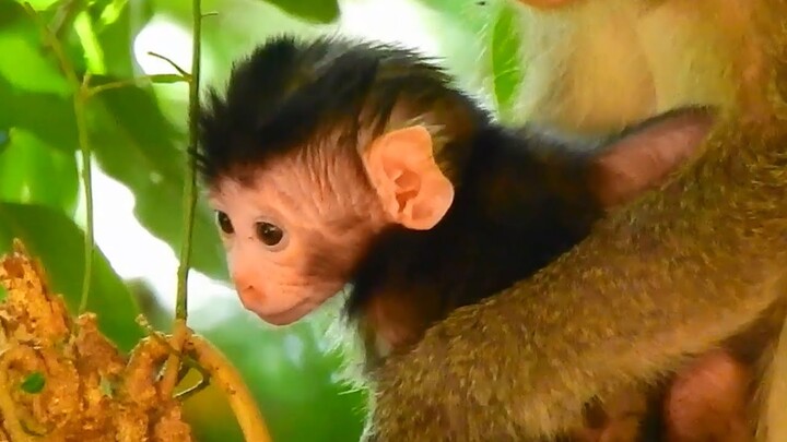 Cutest newborn baby monkey, mom monkey April not let her newly baby walk on the tree