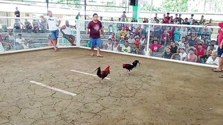 2x winner lacy roundhead. Bibilhin ng kalaban 1k manok ko kung di ako lalaban sa kanya. Napasubo ako