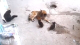 Mama Cat Visiting Its Best Friend With Its Kitten