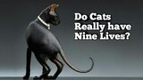 Do Cats Really Have 9 Lives? | Where did it came from