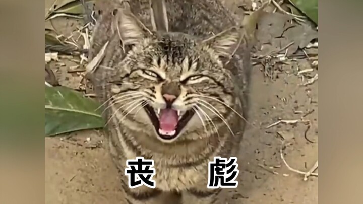 《 全 员 恶 猫 》