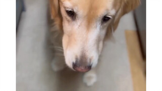 Dog: You are still too young, tui