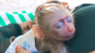 Napping Time!! Tiny Luca always want to Mom to comfort him all the time, He comes to Mom & Sleep