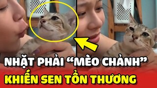 Nhặt phải bé MÈO HOANG hơi "CHẢNH" khiến cô Sen TỔN THƯƠNG 😂 | Yêu Lu