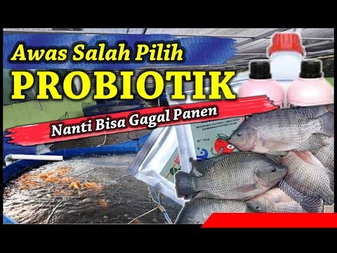 Jangan Gagal Bioflok Ikan Nila Nila Hanya Karena Tidak Paham Tentang Probiotik