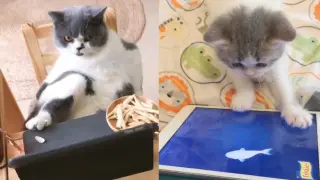 Cat Reaction to Tech Product - Funny Cat with Tech Product