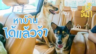 (EN) ชีวิตใหม่ ของหมาหน้าเซเว่น - มหึหมา EP99