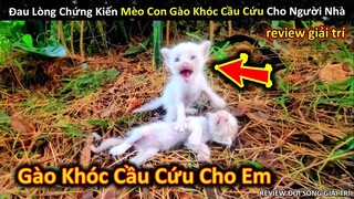 Đau Lòng Chứng Kiến Cảnh Mèo Con Gào Khóc Cầu Cứu Cho Người Nhà || Review Giải Trí Đời Sống