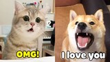 Try Not To be Surprised - Dogs and Cats Can Speak English Like Humans (2020)