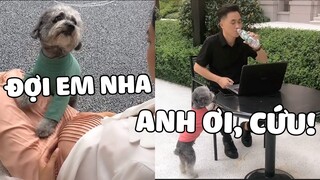 POODLE | Yêu Thương Đôi Khi Cho Đi Mà Ko Cần Nhận Lại 😊 | Pets TV