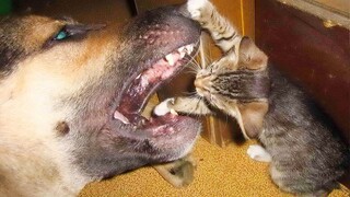 Dogs Who Love Kittens Since The Moment They Met - Awesome Friendship