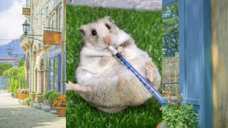 CUTE PET #น่ารัก&ตลก #5555+