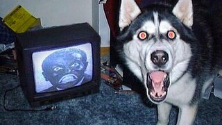 สุนัขตลกรายสัปดาห์ 🐶 และแมว 😹 วิดีโอ - พยายามอย่าหัวเราะ!